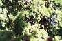 198_SEGOVIA