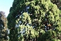 199_SEGOVIA