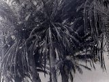 mili0061.jpg